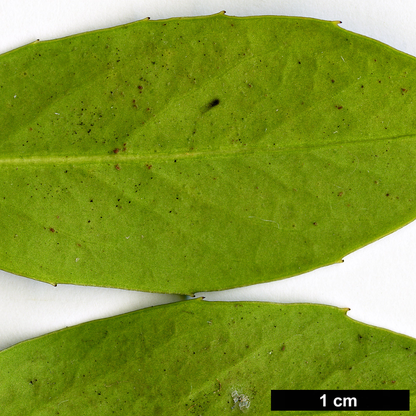 High resolution image: Family: Aquifoliaceae - Genus: Ilex - Taxon: fargesii - SpeciesSub: subsp. fargesii var. brevifolia